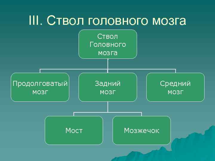 III. Ствол головного мозга Ствол Головного мозга Продолговатый мозг Мост Задний мозг Средний мозг