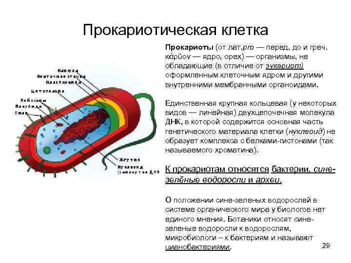 Прокариотическая клетка Прокариоты (от лат. pro — перед, до и греч. κάρῠον — ядро,