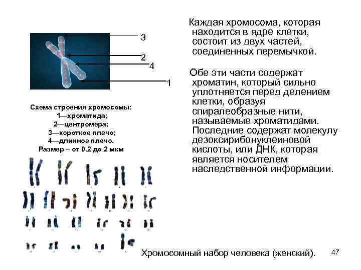  Каждая хромосома, которая находится в ядре клетки, состоит из двух частей, соединенных перемычкой.