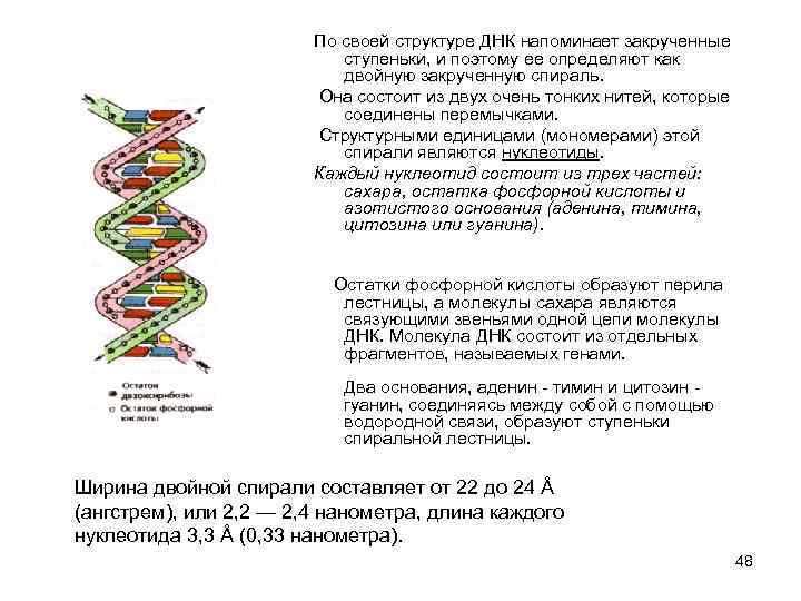 По своей структуре ДНК напоминает закрученные ступеньки, и поэтому ее определяют как двойную закрученную