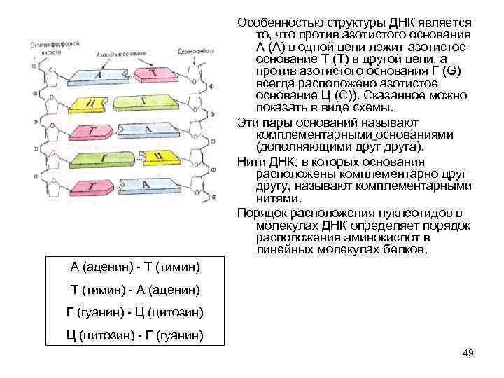 Особенностью структуры ДНК является то, что против азотистого основания А (А) в одной цепи