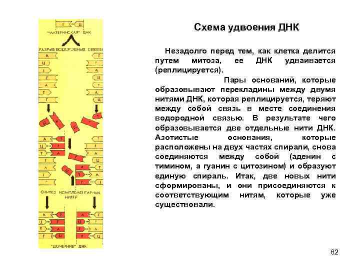 Схема удвоения ДНК Незадолго перед тем, как клетка делится путем митоза, ее ДНК удваивается