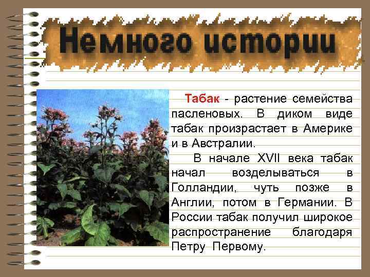 Табак - растение семейства пасленовых. В диком виде табак произрастает в Америке и в