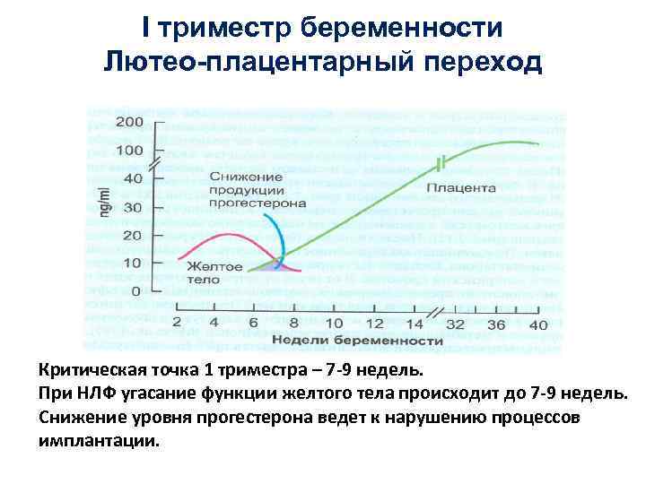 I триместр беременности Лютео-плацентарный переход Критическая точка 1 триместра – 7 -9 недель. При