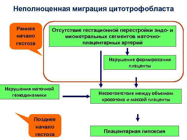 Неполноценная миграция цитотрофобласта Раннее начало гестоза Отсутствие гестационной перестройки эндо- и миометральных сегментов маточноплацентарных