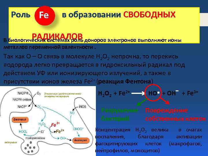 Роль Fe в образовании СВОБОДНЫХ РАДИКАЛОВ В биологических системах роль доноров электронов выполняют ионы