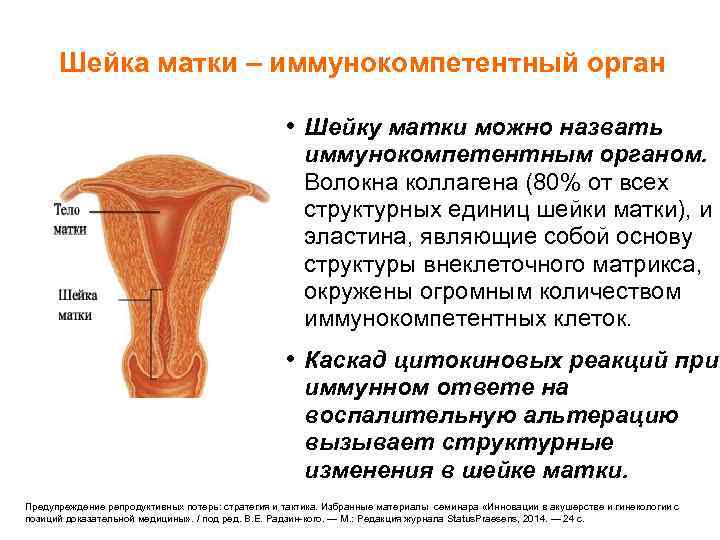 Шейка матки – иммунокомпетентный орган • Шейку матки можно назвать иммунокомпетентным органом. Волокна коллагена