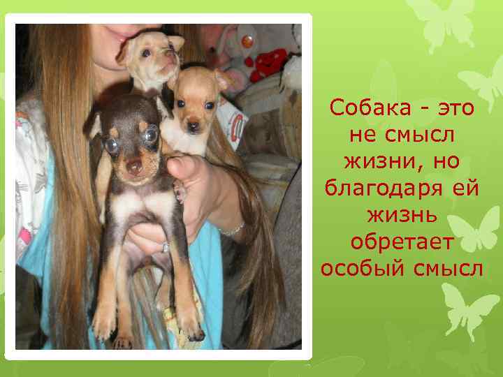 Собака - это не смысл жизни, но благодаря ей жизнь обретает особый смысл 