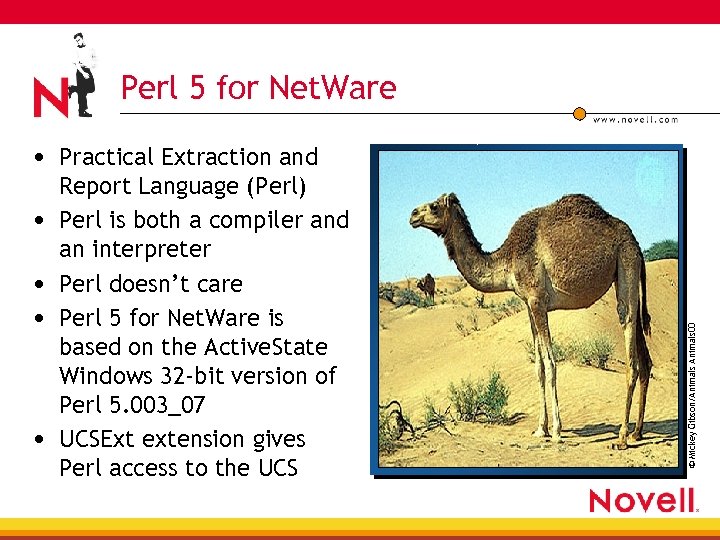 Perl 5 for Net. Ware • • Report Language (Perl) Perl is both a