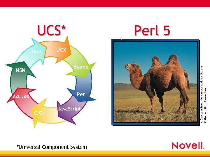 UCS* UCX Beans NSN Perl Active. X C/C++ Java. Script *Universal Component System ©