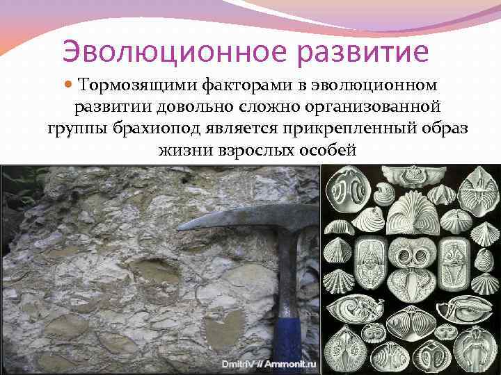 Эволюционное развитие Тормозящими факторами в эволюционном развитии довольно сложно организованной группы брахиопод является прикрепленный