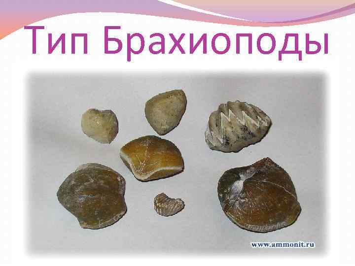Тип Брахиоподы 