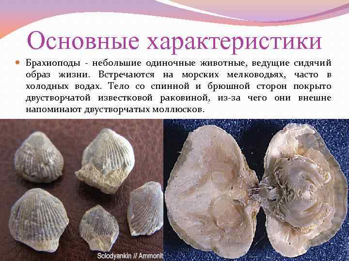 Основные характеристики Брахиоподы - небольшие одиночные животные, ведущие сидячий образ жизни. Встречаются на морских
