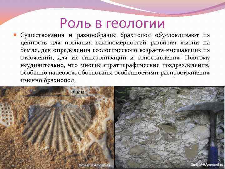 Роль в геологии Существования и разнообразие брахиопод обусловливают их ценность для познания закономерностей развития