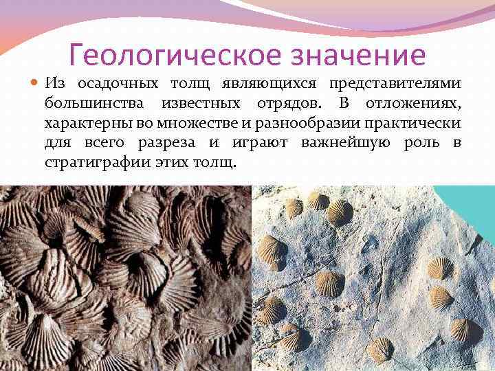 Геологическое значение Из осадочных толщ являющихся представителями большинства известных отрядов. В отложениях, характерны во