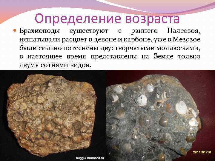 Определение возраста Брахиоподы существуют с раннего Палеозоя, испытывали расцвет в девоне и карбоне, уже