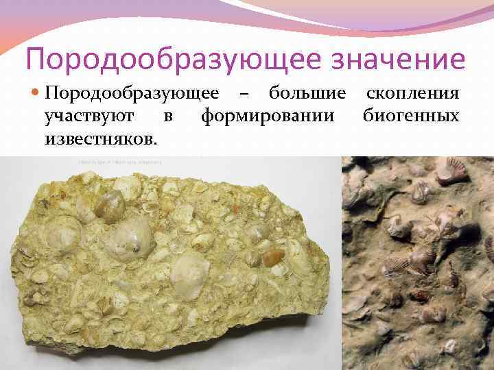 Породообразующее значение Породообразующее – большие скопления участвуют в формировании биогенных известняков. 