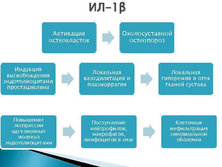 ИЛ-1β Активация остеокластов Индукция высвобождения эндотелиоцитами простациклина Повышение экспрессии адгезионных молекул эндотелиоцитами Околосуставной остеопороз