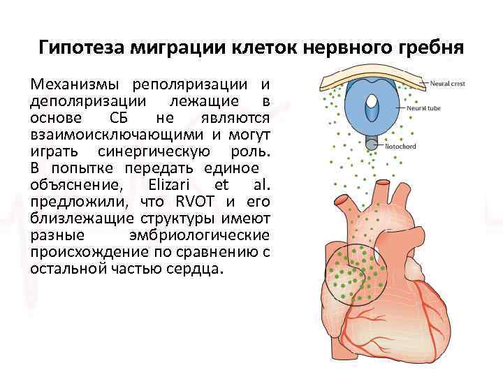 Гипотеза миграции клеток нервного гребня Механизмы реполяризации и деполяризации лежащие в основе СБ не