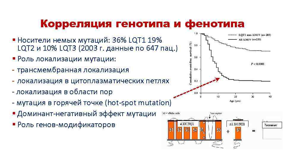 Корреляция генотипа и фенотипа § Носители немых мутаций: 36% LQT 1 19% LQT 2