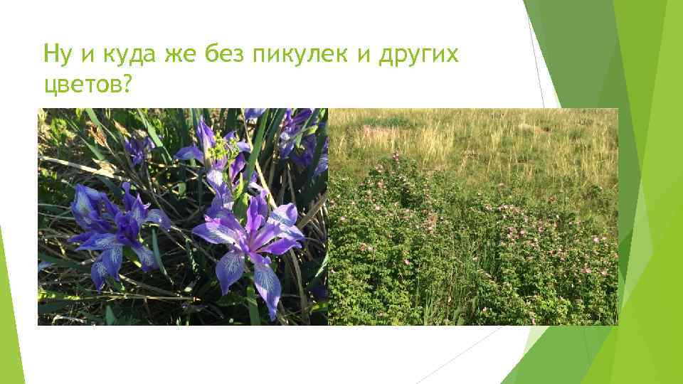 Ну и куда же без пикулек и других цветов? 