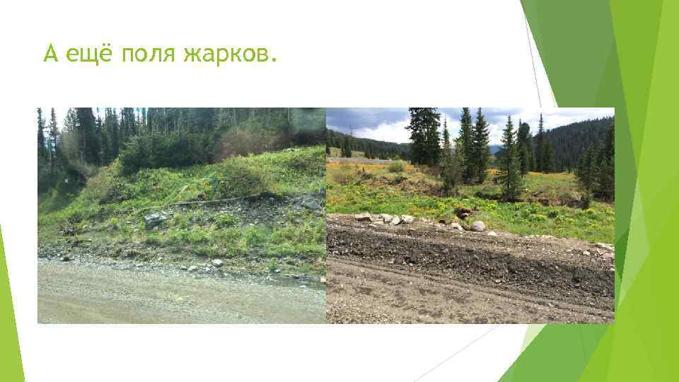 А ещё поля жарков. 