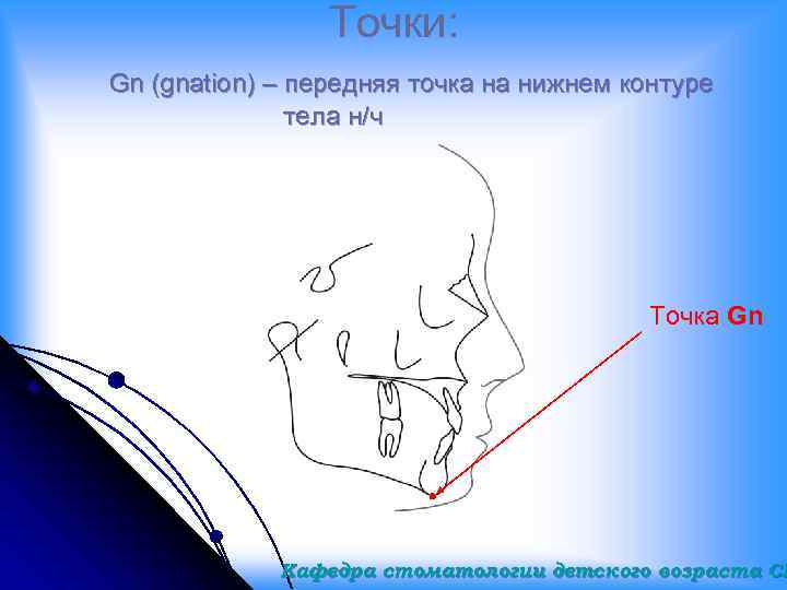 Точки: Gn (gnation) – передняя точка на нижнем контуре тела н/ч Точка Gn Кафедра