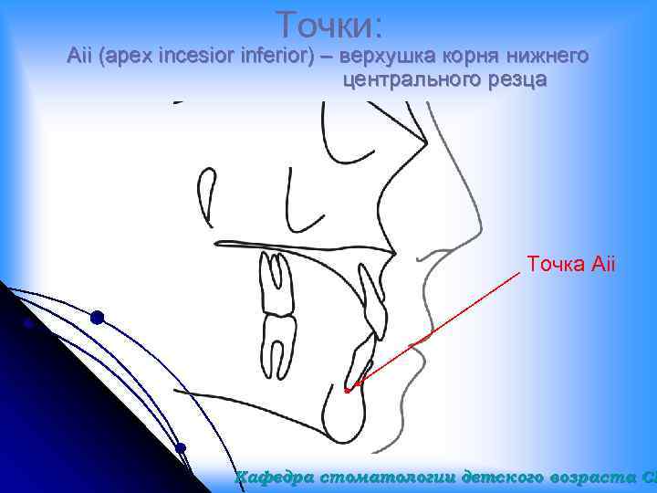 Точки: Aii (apex incesior inferior) – верхушка корня нижнего центрального резца Точка Aii Кафедра