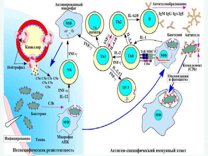 Противобактериальный иммунитет иммунология презентация