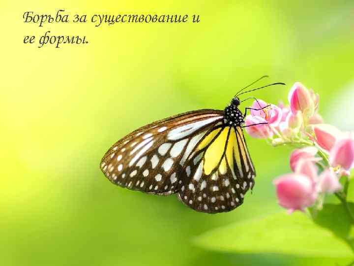 Борьба за существование и ее формы. 