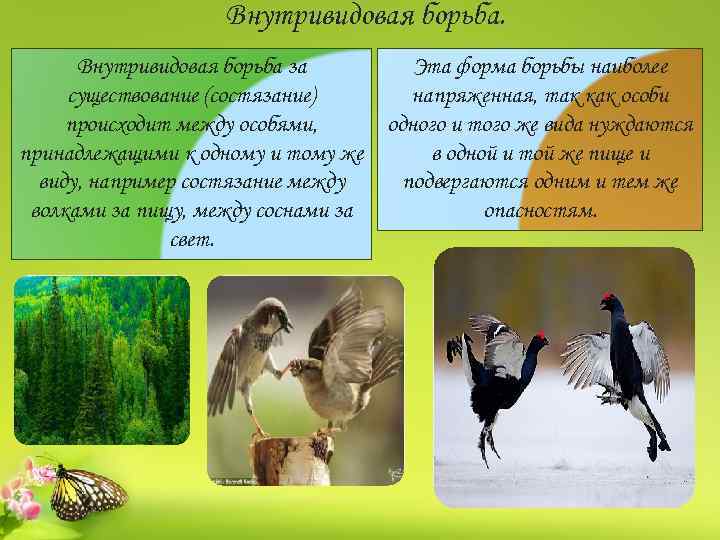 Межвидовая борьба за существование описание. Внутривидовая борьба примеры. Примеры внутривидовой борьбы за существование у животных.