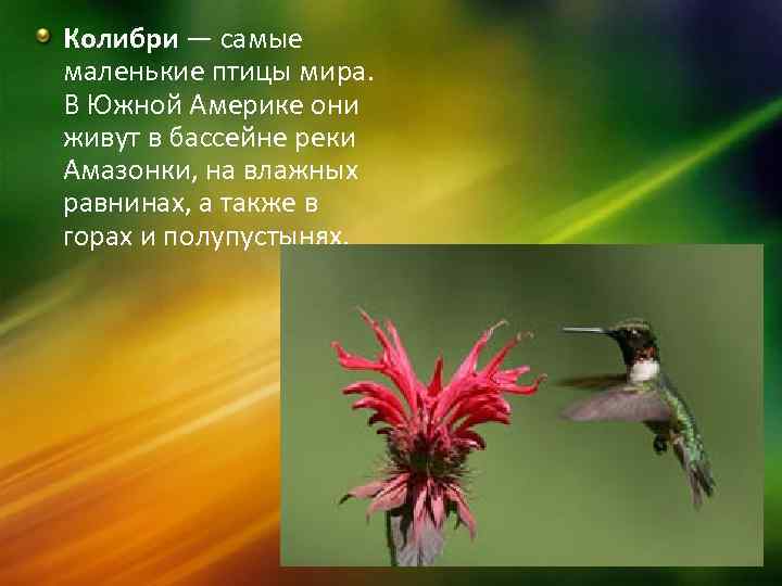 Колибри — самые маленькие птицы мира. В Южной Америке они живут в бассейне реки