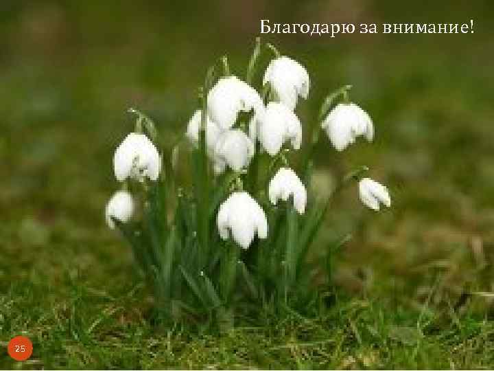 Благодарю за внимание! 25 