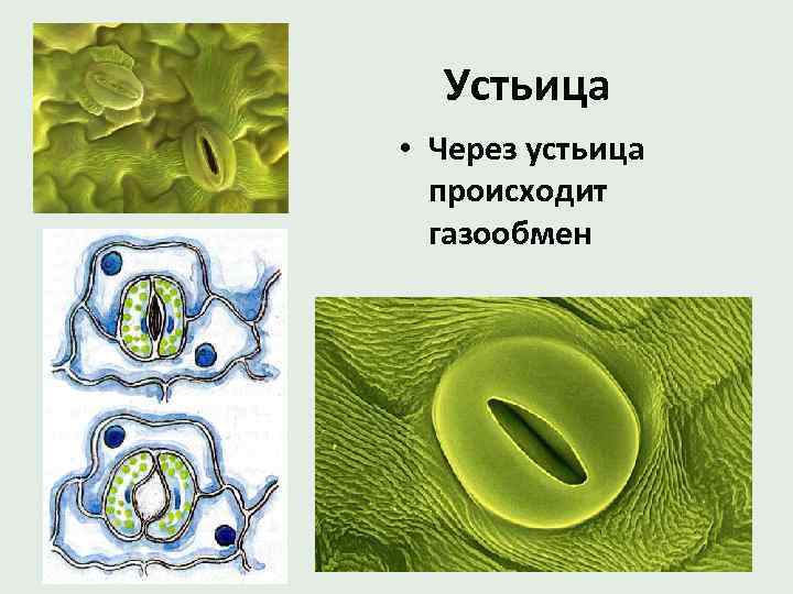 Устьица • Через устьица происходит газообмен 