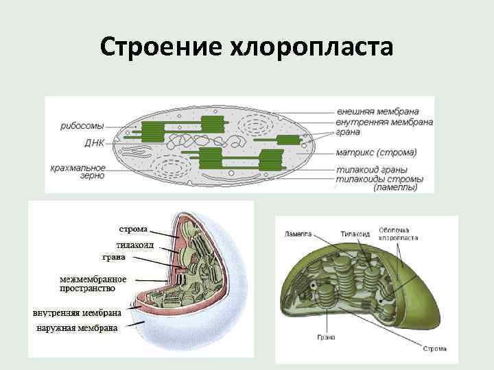 Строение хлоропласта 