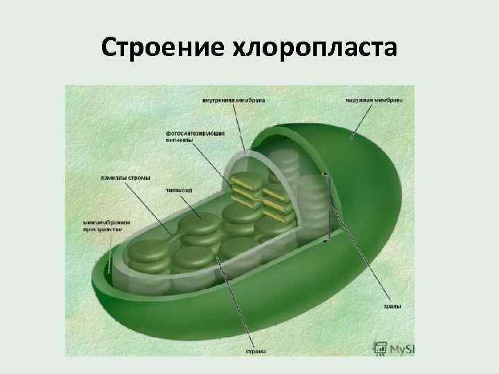 Строение хлоропласта 