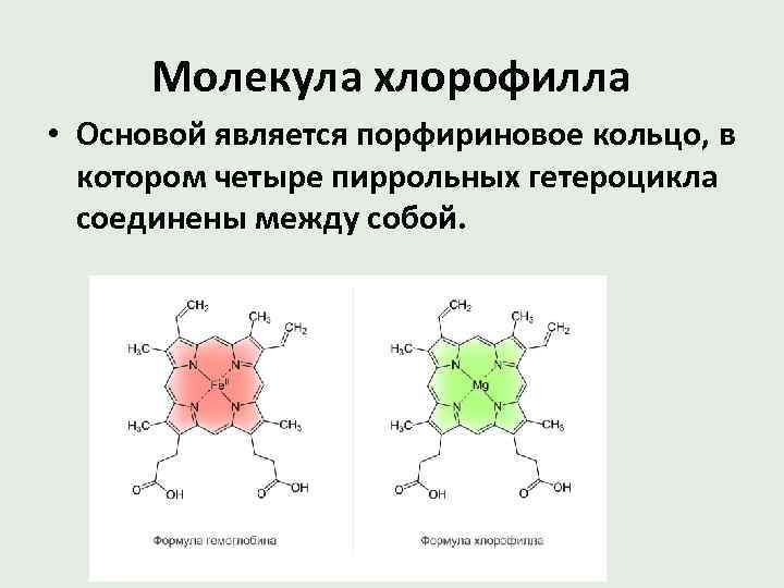 Молекула хлорофилла • Основой является порфириновое кольцо, в котором четыре пиррольных гетероцикла соединены между