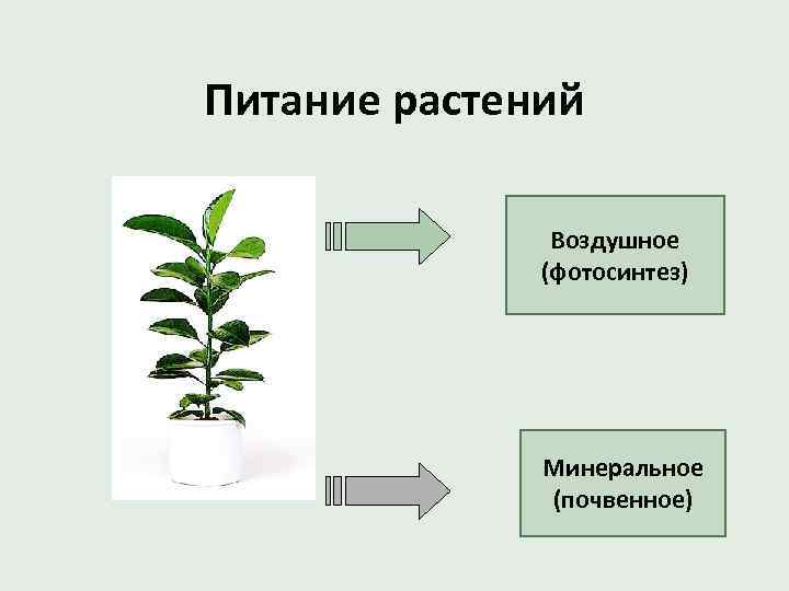 Питание растений Воздушное (фотосинтез) Минеральное (почвенное) 