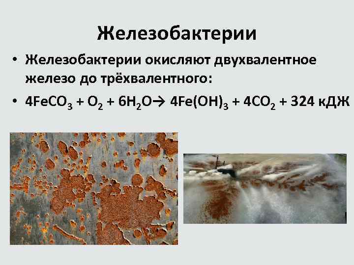 Железобактерии • Железобактерии окисляют двухвалентное железо до трёхвалентного: • 4 Fe. CO 3 +