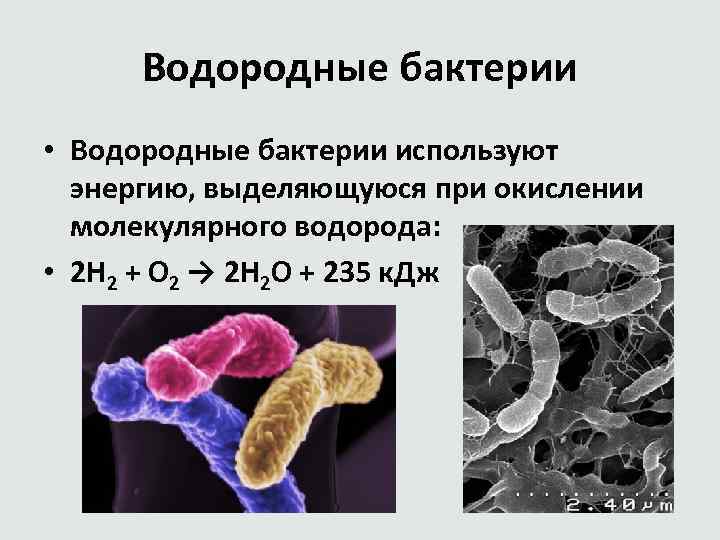 Водородные бактерии • Водородные бактерии используют энергию, выделяющуюся при окислении молекулярного водорода: • 2