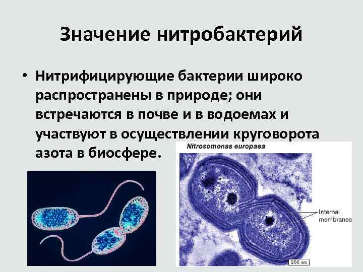 Эукариоты способны к хемосинтезу