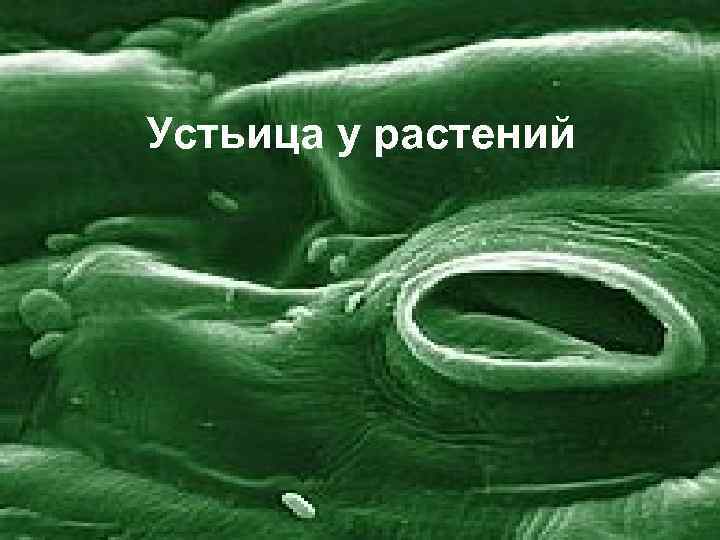 Устьица у растений 