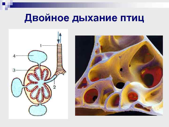 Двойное дыхание птиц 