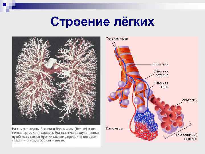 Строение лёгких 