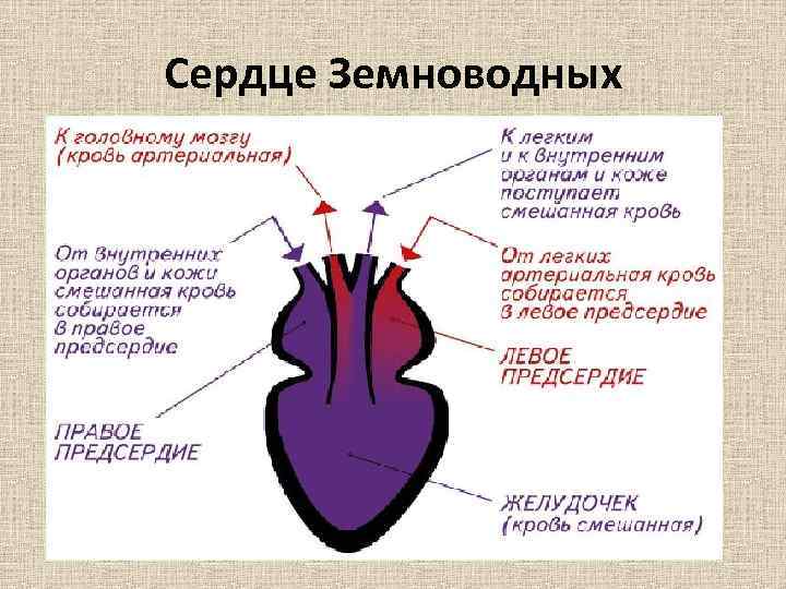 Какие компоненты составляют сердце компьютерной системы