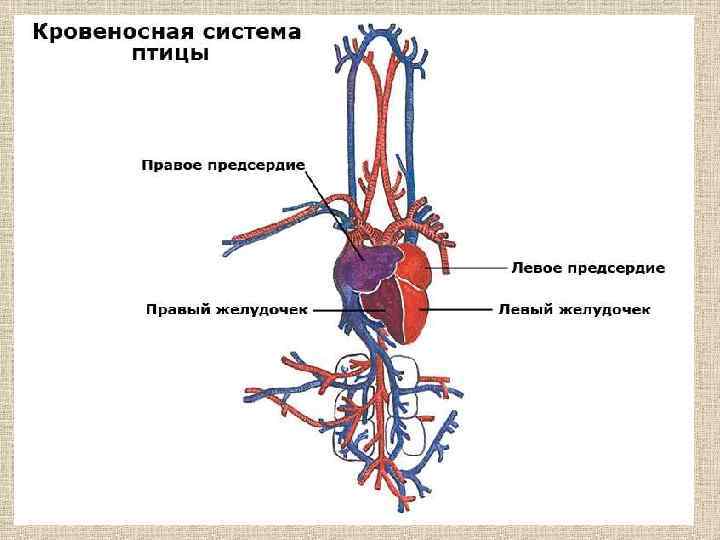 Клапаны в кровеносной системе