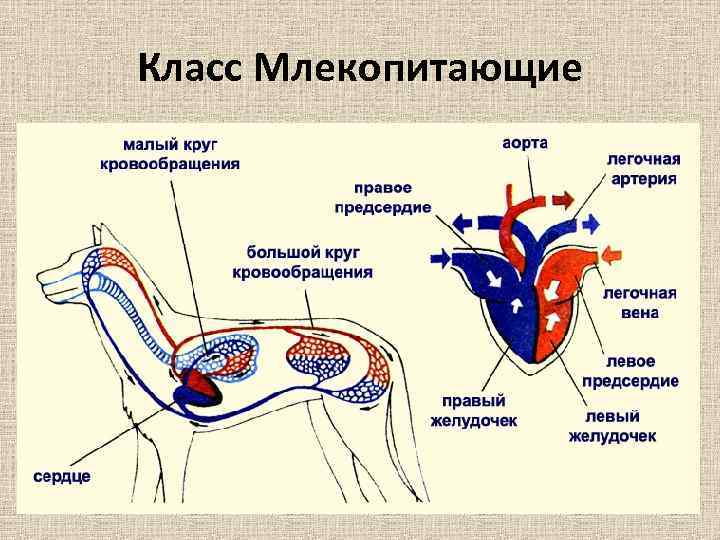 Презентация эволюция кровеносной системы животных 7 класс