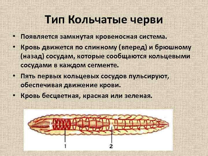 Тип Кольчатые черви • Появляется замкнутая кровеносная система. • Кровь движется по спинному (вперед)