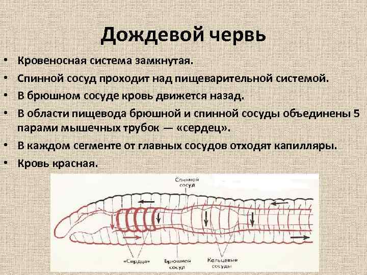 Дождевой червь Кровеносная система замкнутая. Спинной сосуд проходит над пищеварительной системой. В брюшном сосуде