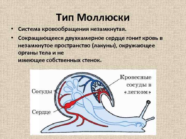 Появление третьего слоя клеток в зародыше червей направление эволюции